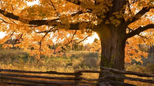a view of tree