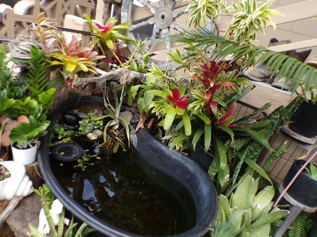 2259 Mokuhau Road Wailuku, HI 96793 - Photo 9 of 27 a close up of a plant in a garden