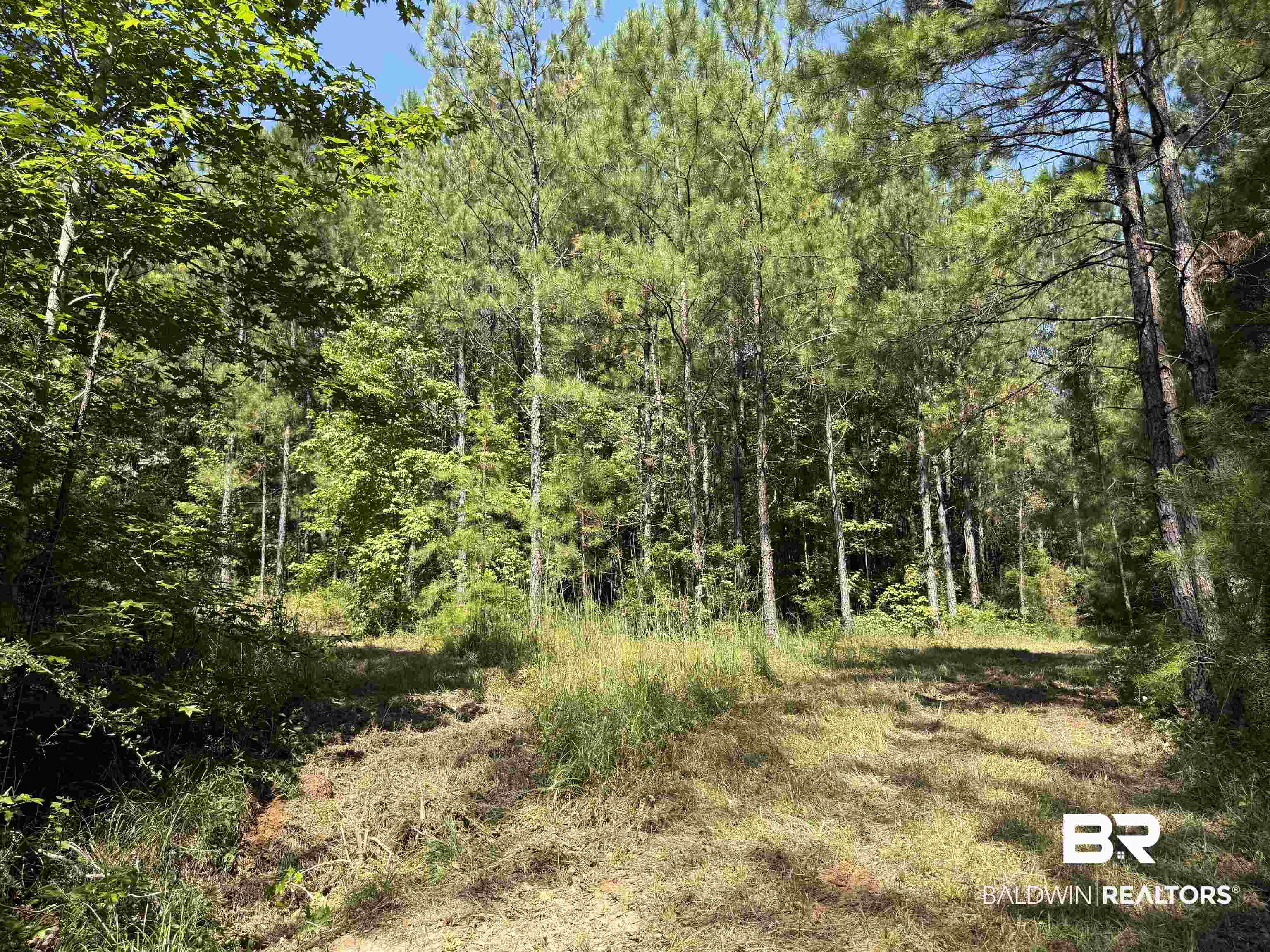 13850 Tallahatta Springs Road Thomasville, AL 36784 - Photo 14 of 27 View of woods