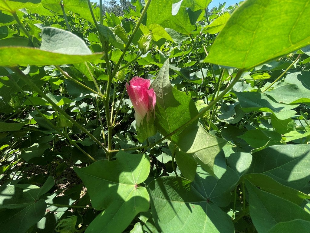 220 Dillon Road Thomasville, GA 31757 - Photo 18 of 56 Cotton Bloom