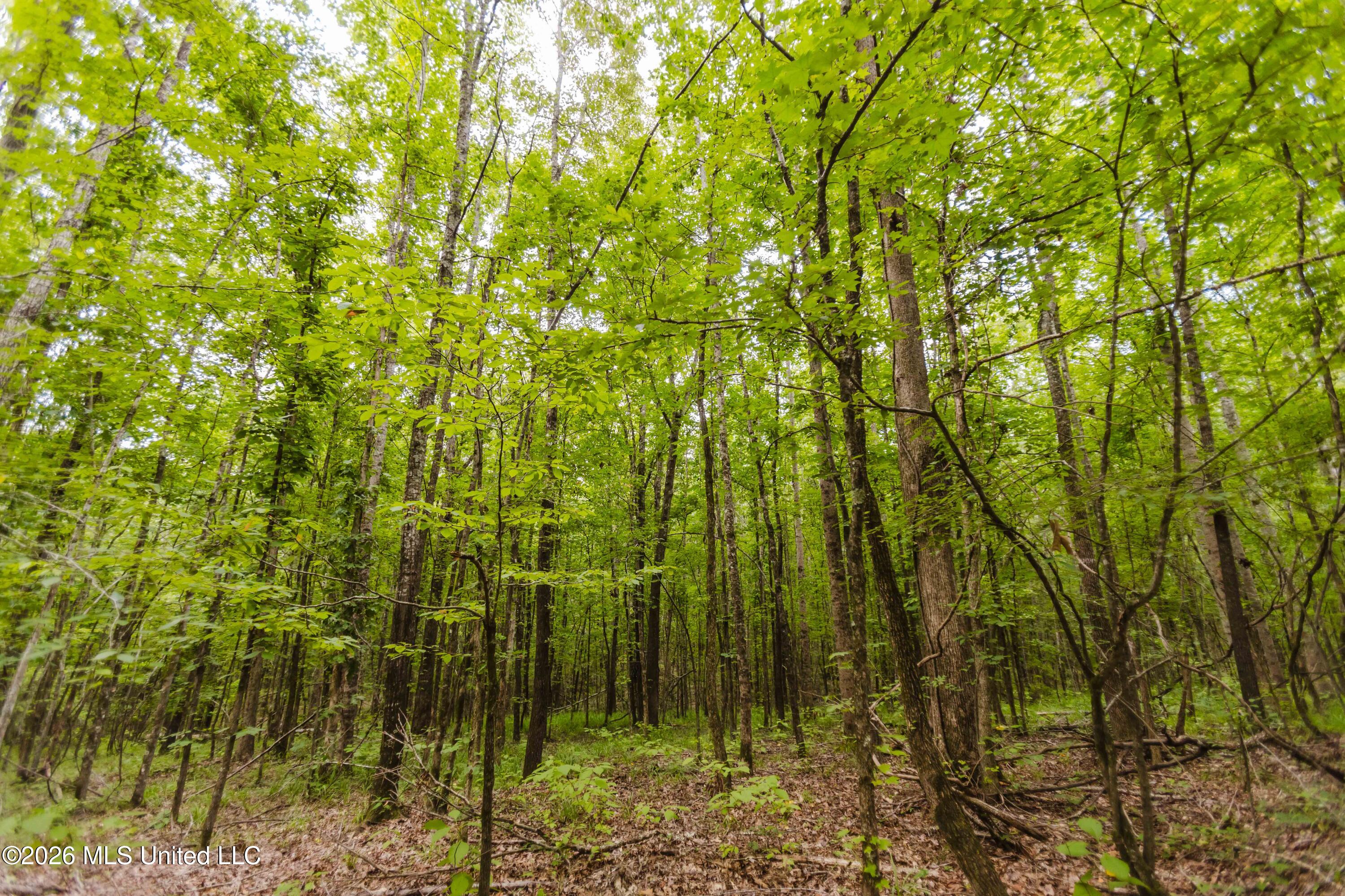 Tallaha Road Scobey, MS 38953 - Photo 13 of 19 watsonphotography260725152705