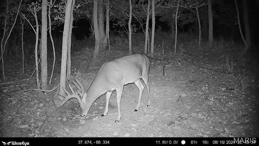 0 Kedron Road Equality, IL 62934 - Photo 13 of 70