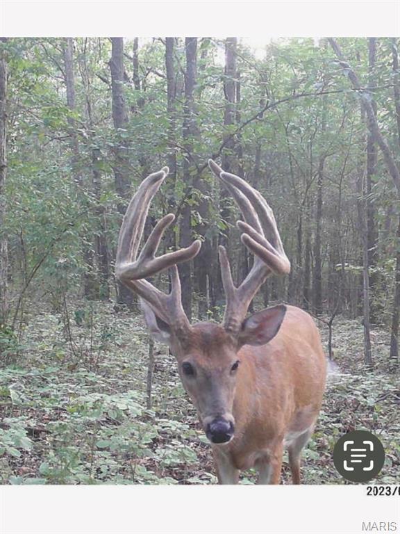 0 Kedron Road Equality, IL 62934 - Photo 14 of 70