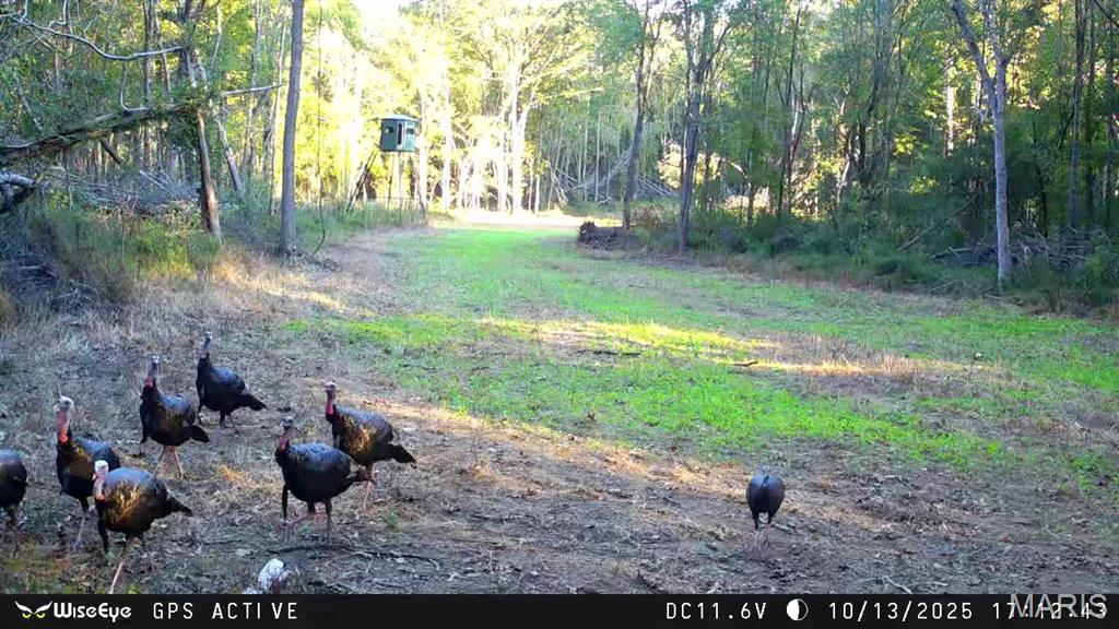 0 Kedron Road Equality, IL 62934 - Photo 66 of 70