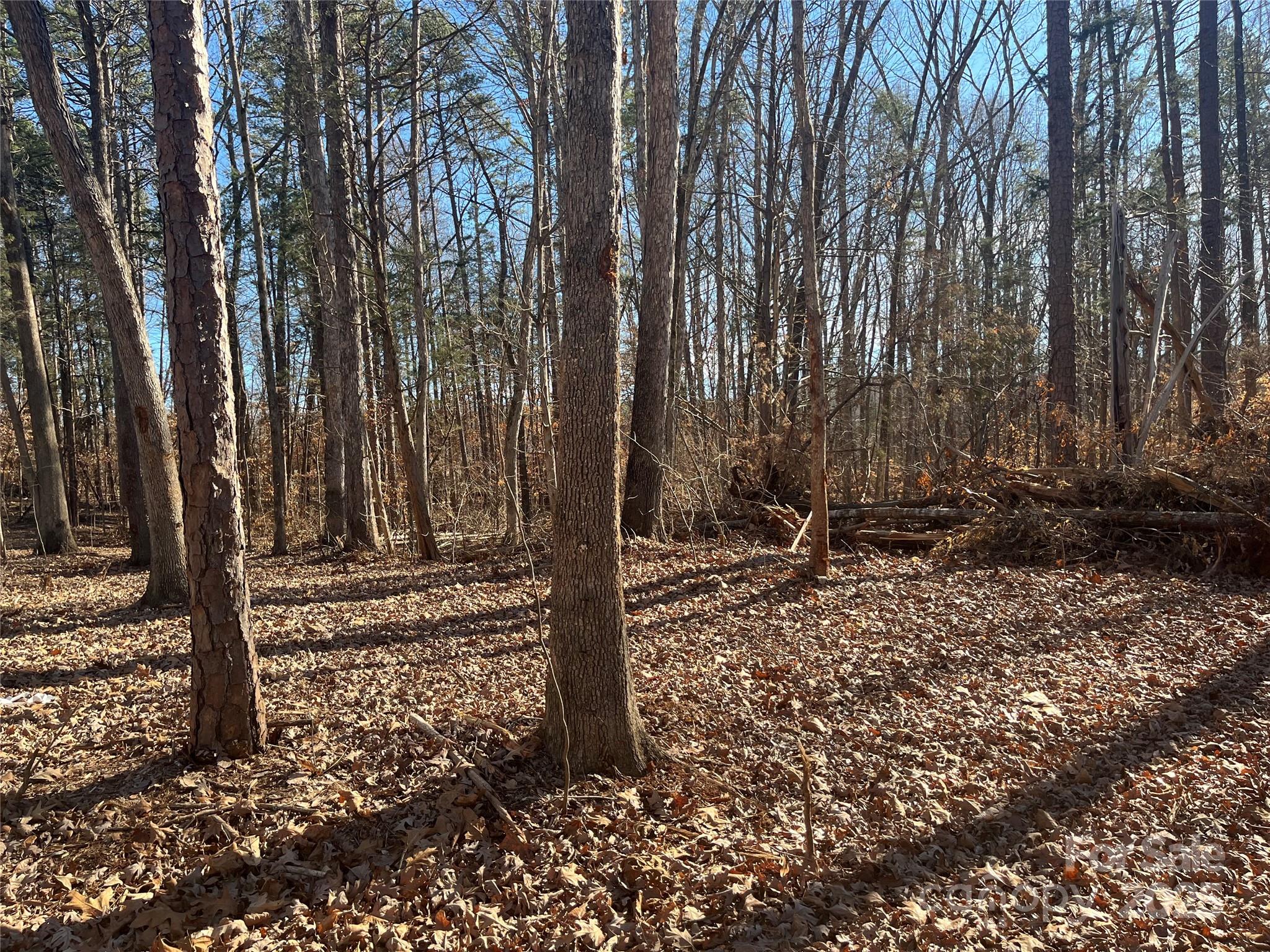 15.009-acres Archer Road Davidson, NC 28036 - Photo 13 of 14 a view of a backyard