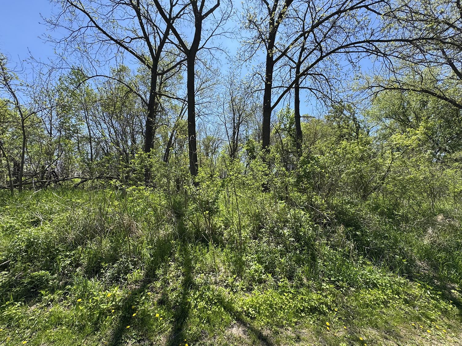 5574 Big Cut Road Mount Carroll, IL 61053 - Photo 13 of 19 a view of a yard with plants and trees