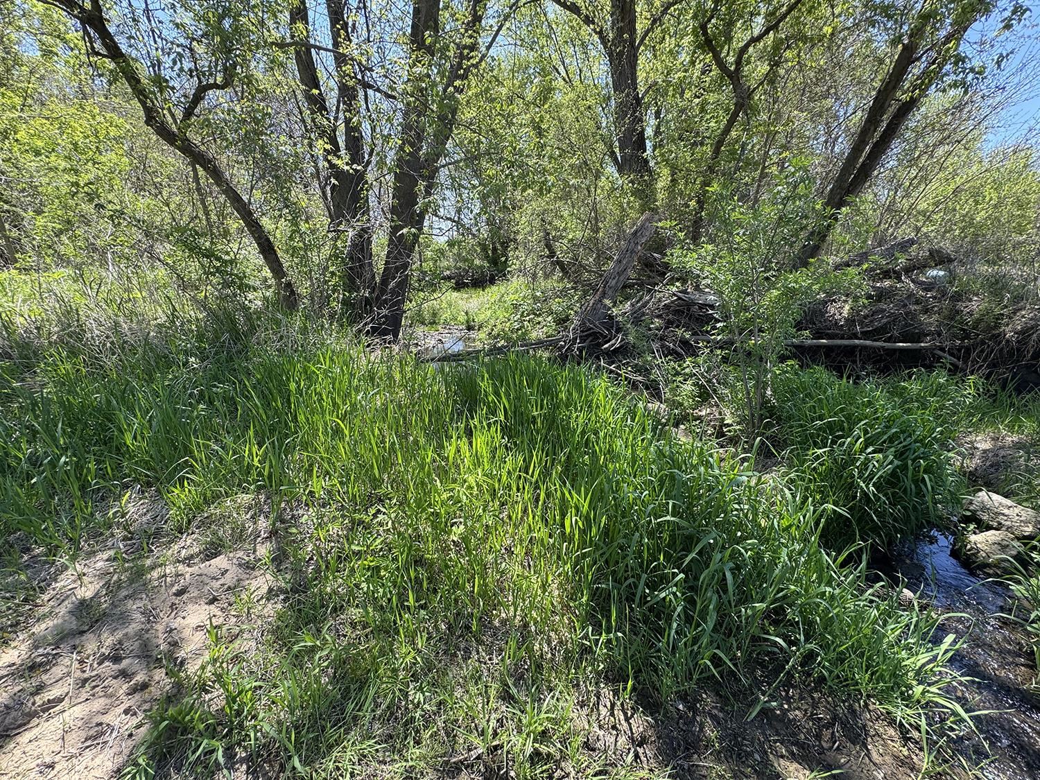 5574 Big Cut Road Mount Carroll, IL 61053 - Photo 17 of 19 a view of a garden