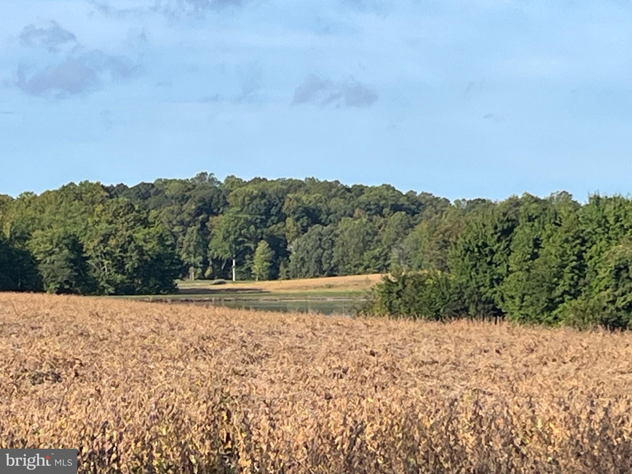 0 Will Be 11037 Bottom Road Worton, MD 21678 - Photo 31 of 32 a view of a dry yard with trees in the background
