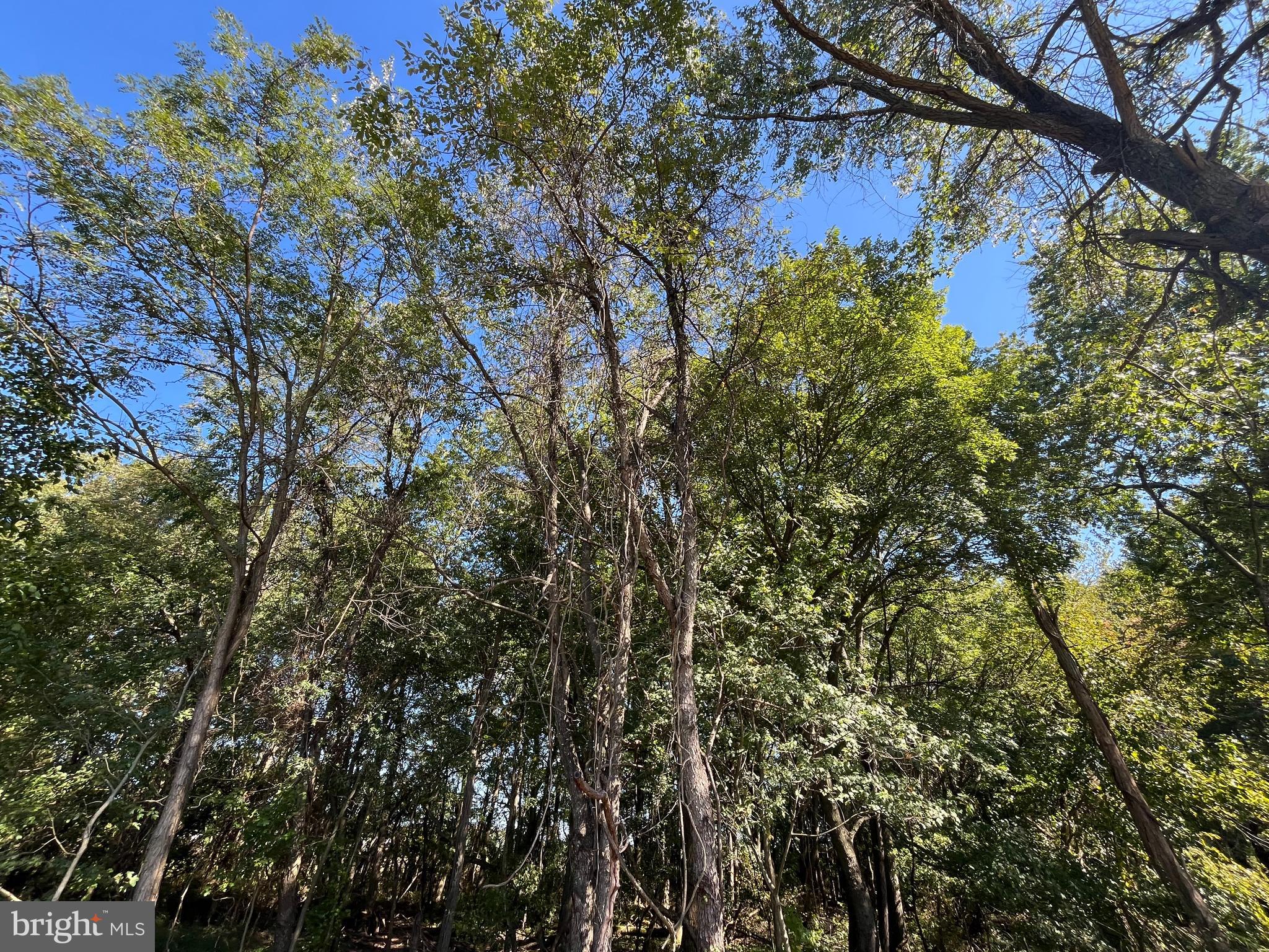 0 Will Be 11037 Bottom Road Worton, MD 21678 - Photo 32 of 32 a view of a tree in a yard