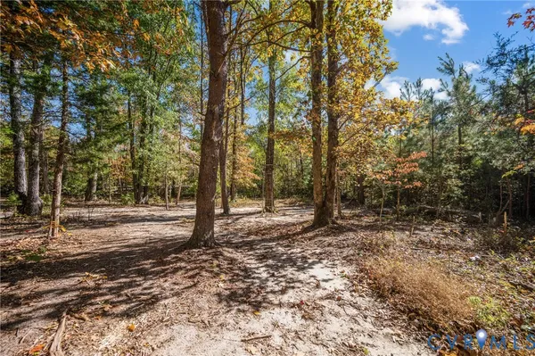 a view of a forest with trees