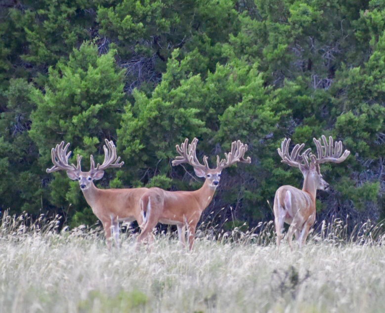 5525 Fm2340 Road Burnet, TX 78611 - Photo 20 of 39 Exterior view