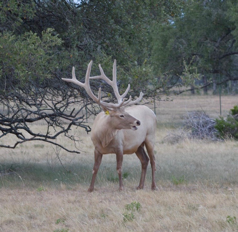 5525 Fm2340 Road Burnet, TX 78611 - Photo 21 of 39 Exterior view