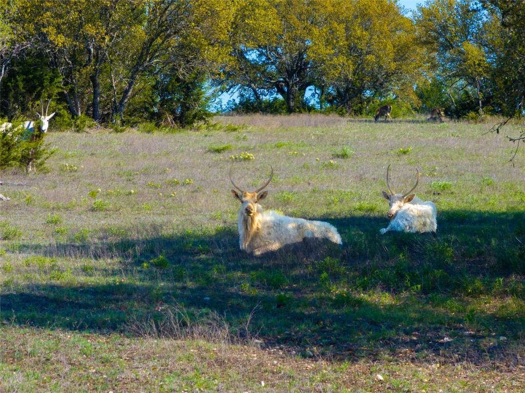 5525 Fm2340 Road Burnet, TX 78611 - Photo 33 of 39 Exterior view