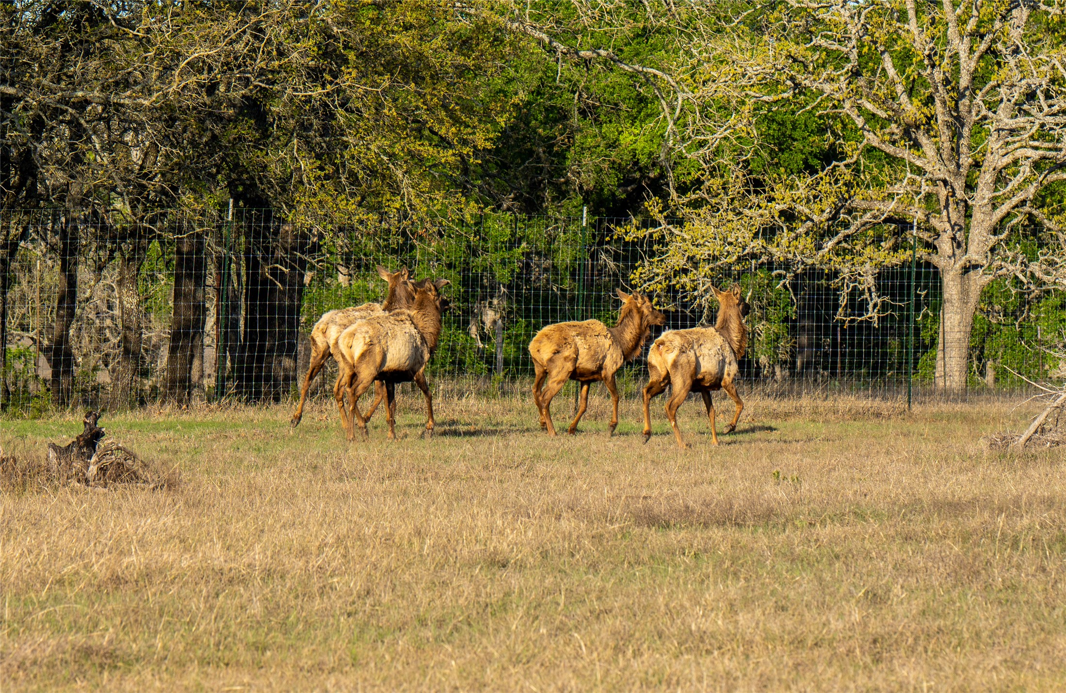 5525 Fm2340 Road Burnet, TX 78611 - Photo 36 of 39