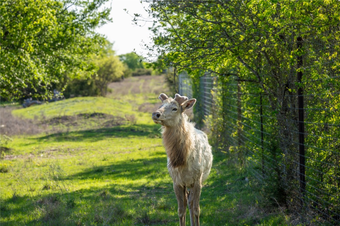5525 Fm2340 Road Burnet, TX 78611 - Photo 4 of 39 Exterior view