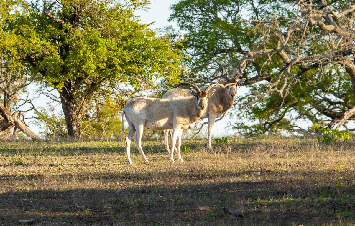 5525 Fm2340 Road Burnet, TX 78611 - Photo 6 of 39 Exterior view
