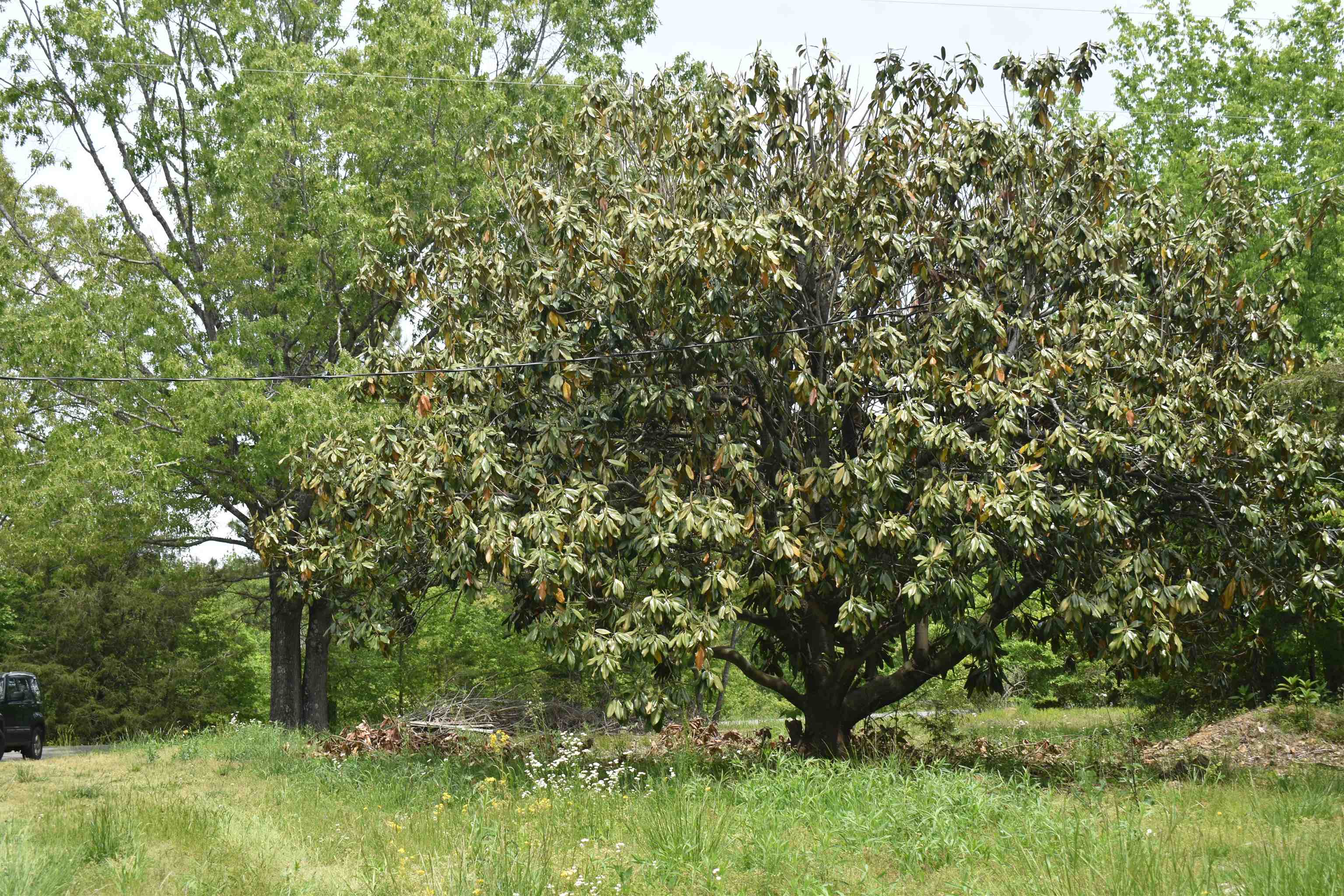1600 Sticky Ridge Road Reagan, TN 38368 - Photo 4 of 17 a view of a lush green forest