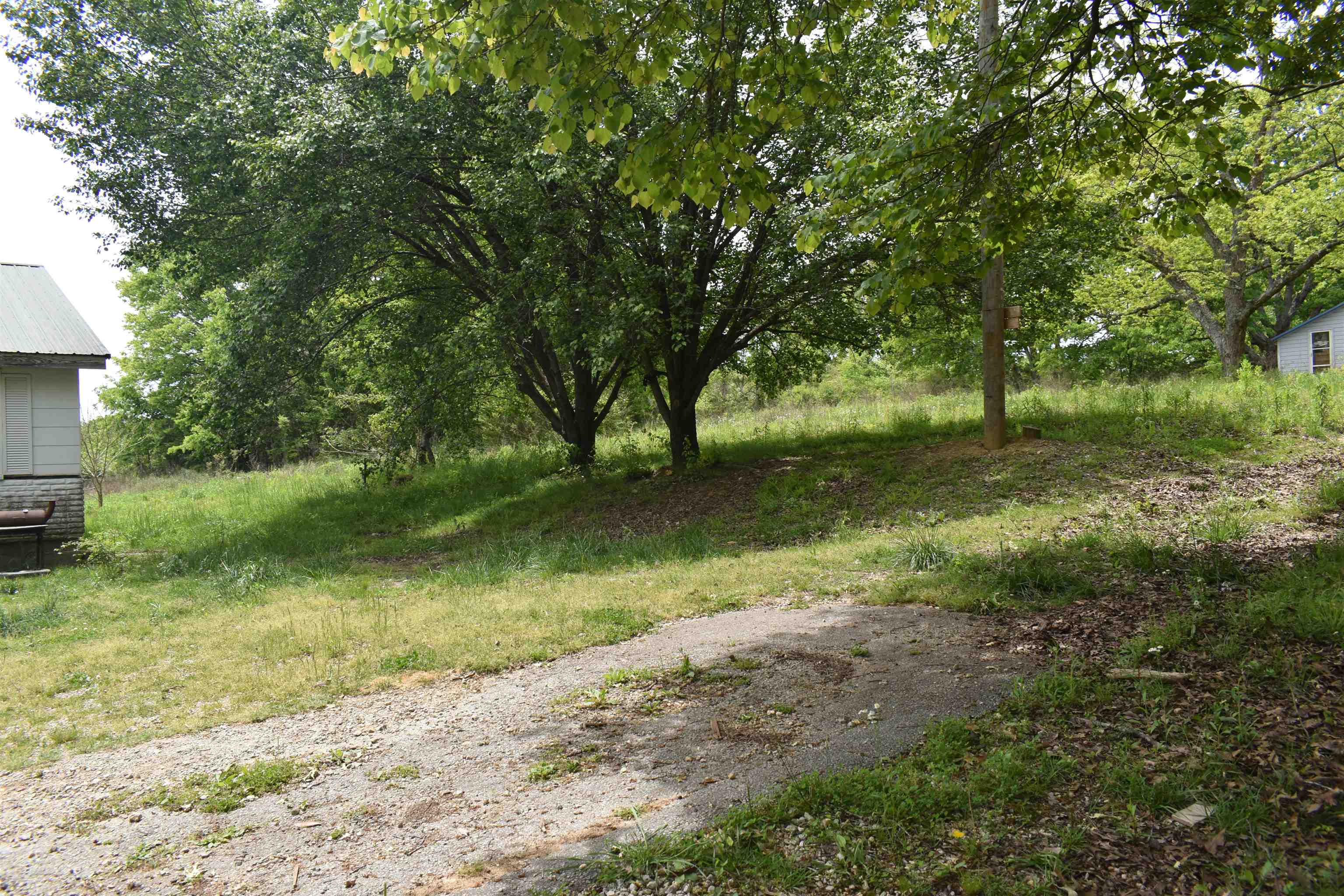 1600 Sticky Ridge Road Reagan, TN 38368 - Photo 5 of 17 a view of a yard with a tree