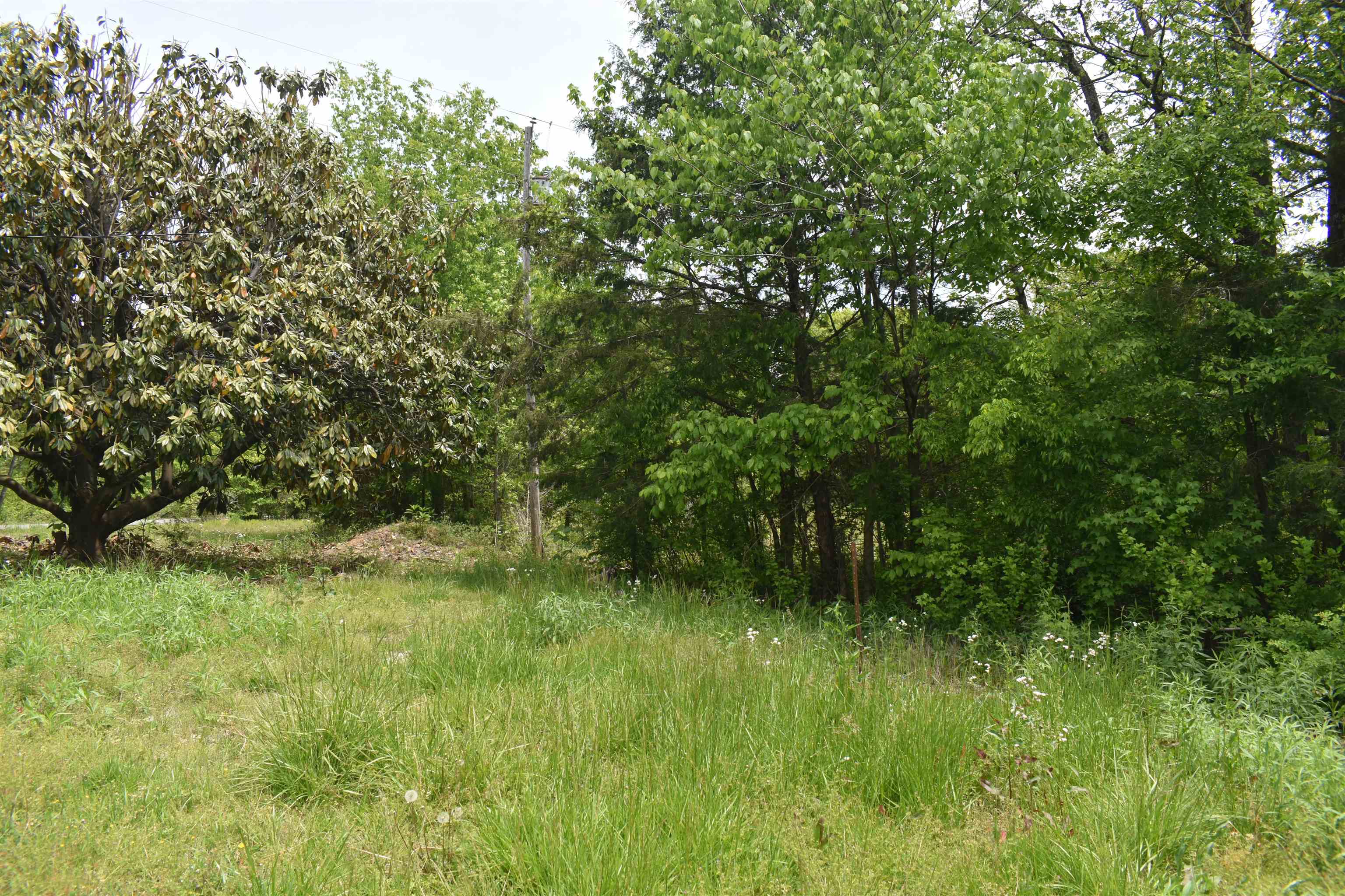 1600 Sticky Ridge Road Reagan, TN 38368 - Photo 7 of 17 a view of a lush green space