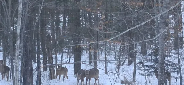 $565,000 | 64503 Norway Spruce Road, Finlayson, MN 55735