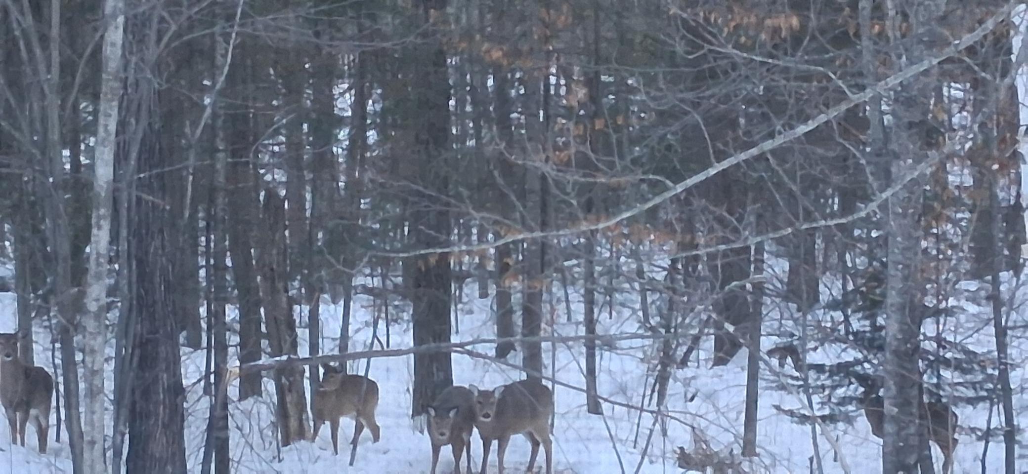 64503 Norway Spruce Road Finlayson, MN 55735 - Photo 45 of 47