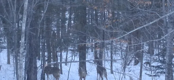 $565,000 | 64503 Norway Spruce Road, Finlayson, MN 55735