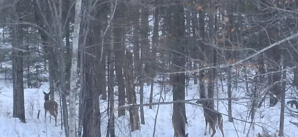 $565,000 | 64503 Norway Spruce Road, Finlayson, MN 55735