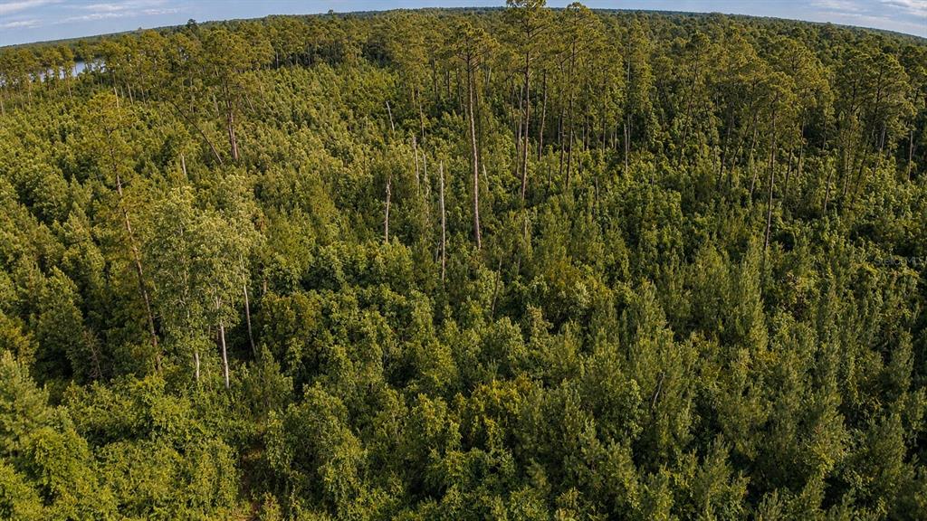 11005 Southeast 165th Terrace Road Ocklawaha, FL 32179 - Photo 3 of 22