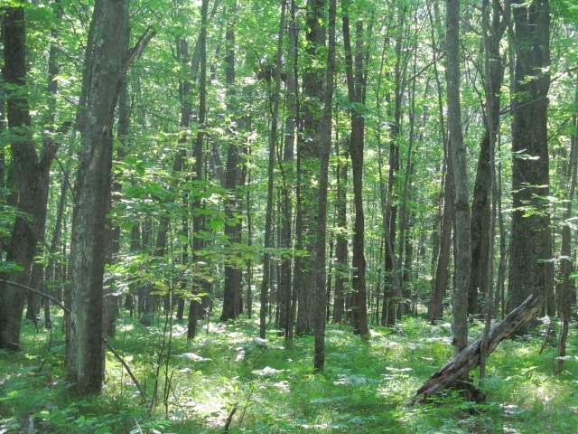 On Bluebird Road, Unit 484 ACRES Athelstane, WI 54104 - Photo 5 of 18 Gallery Image 5