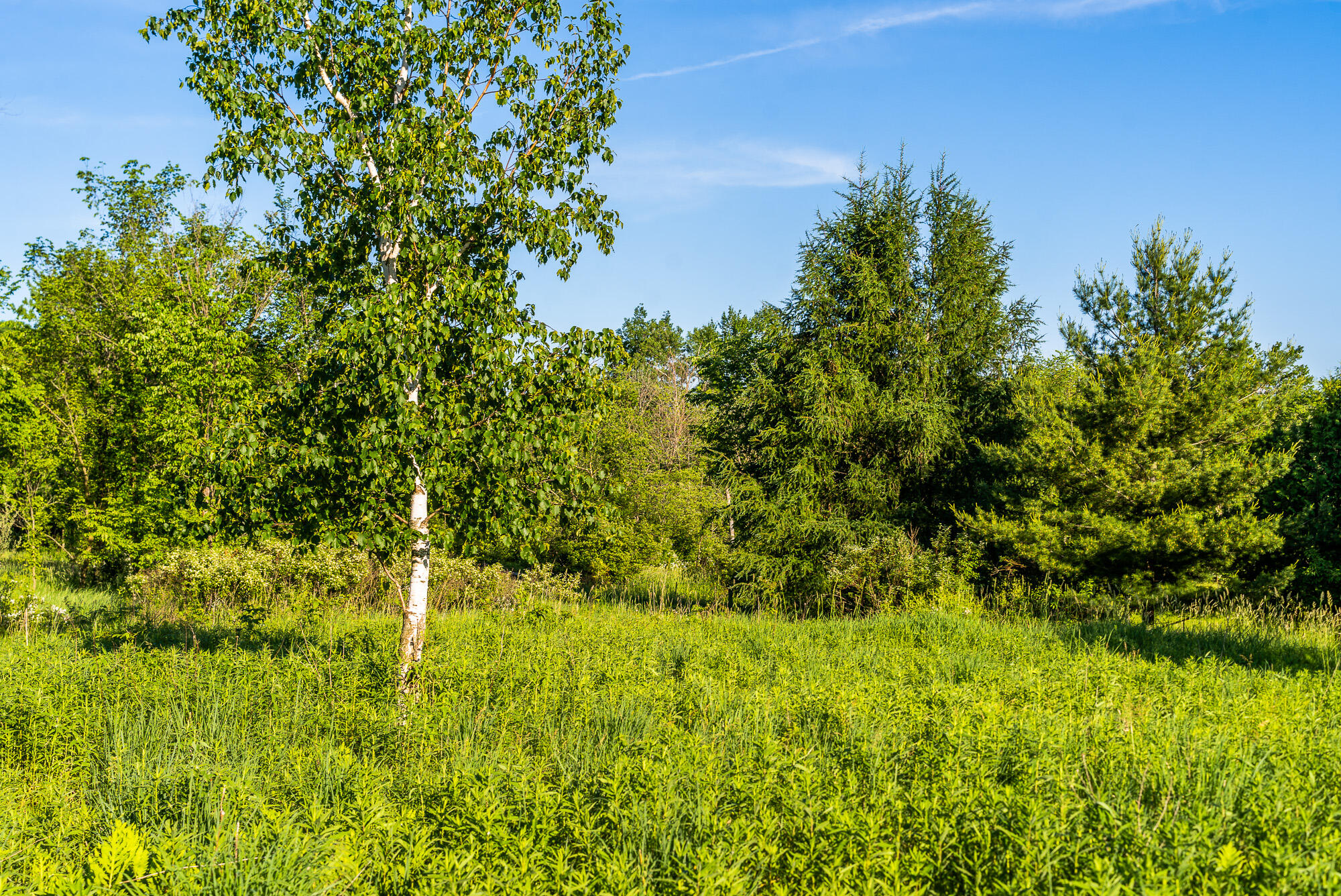 Lt0 Denzer Road North Freedom, WI 53951 - Photo 37 of 68 Sauk-County-WI-54-Acres-Land-For-Sale-37