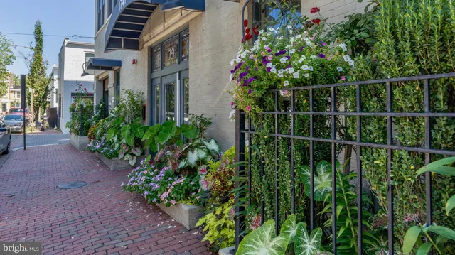 a view of a flower in a garden