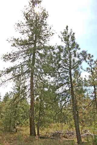 39411 North Jackson Road Elk, WA 99009 - Photo 3 of 9