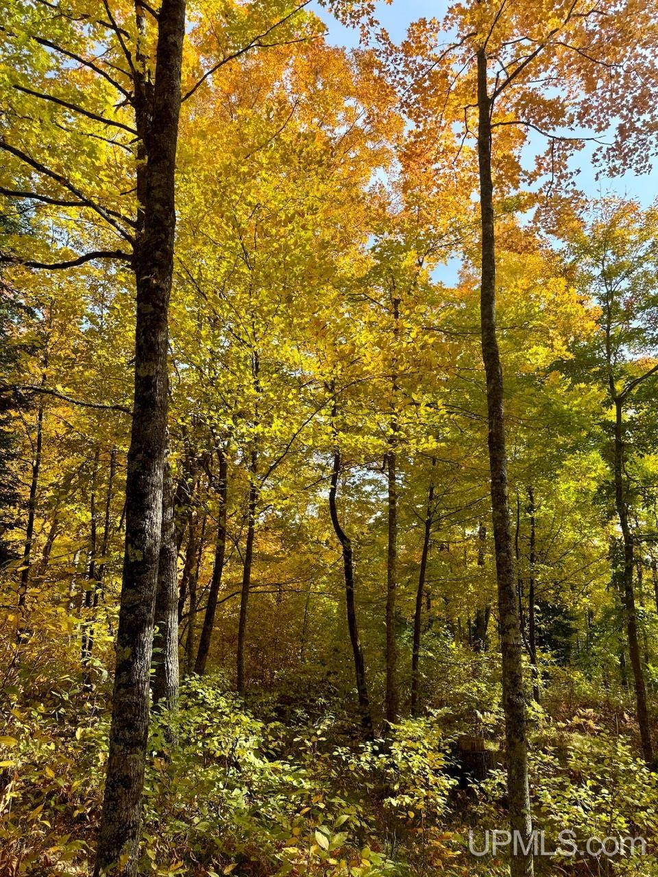 80 Rd Vulcan Mi 49892 Road Vulcan, MI 49892 - Photo 11 of 49 Gallery Image 11