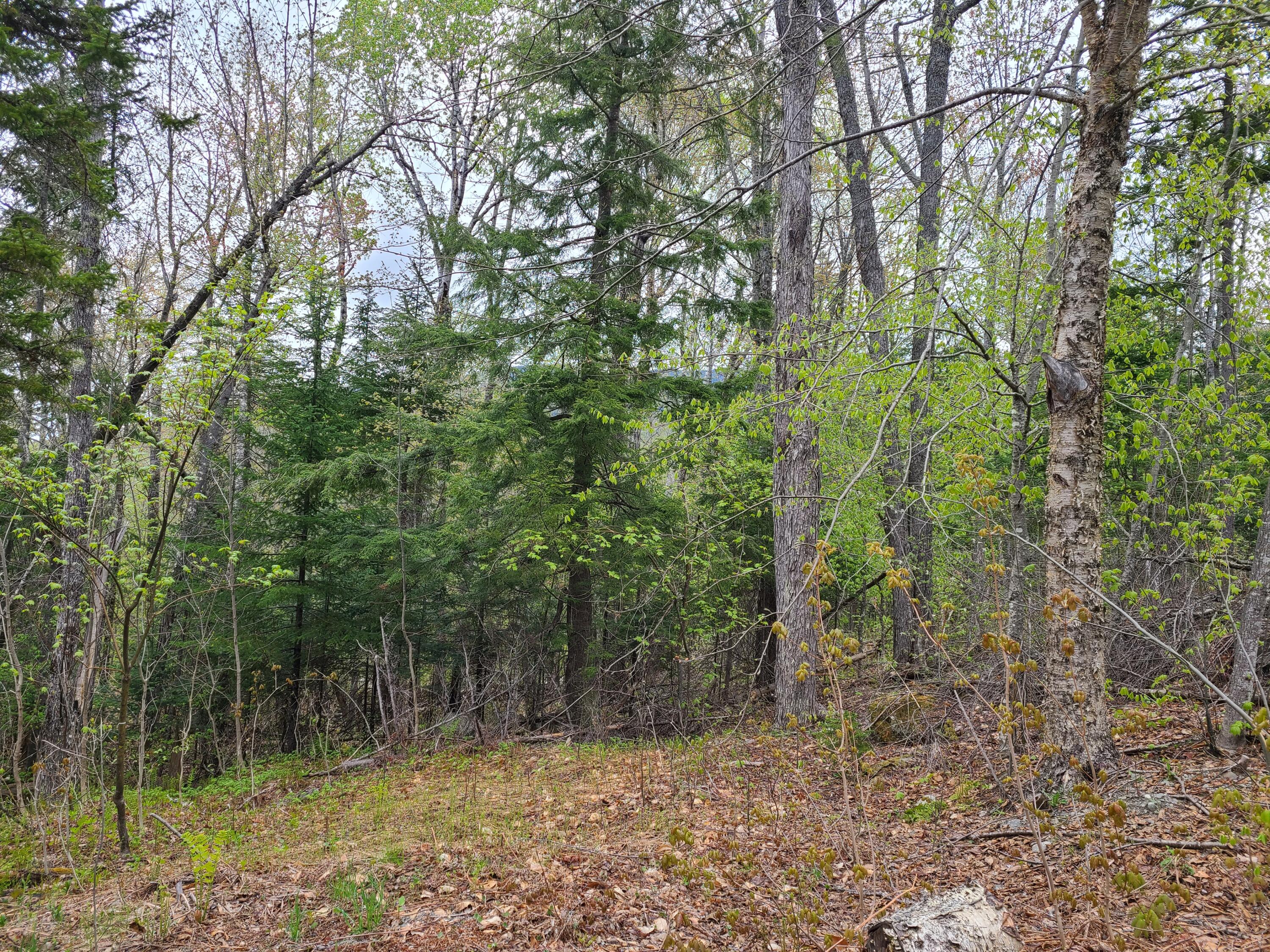 Tbd Tbd Map/lot 07-008) Mountain Road Stratton, ME 04982 - Photo 2 of 3 20230517_075741