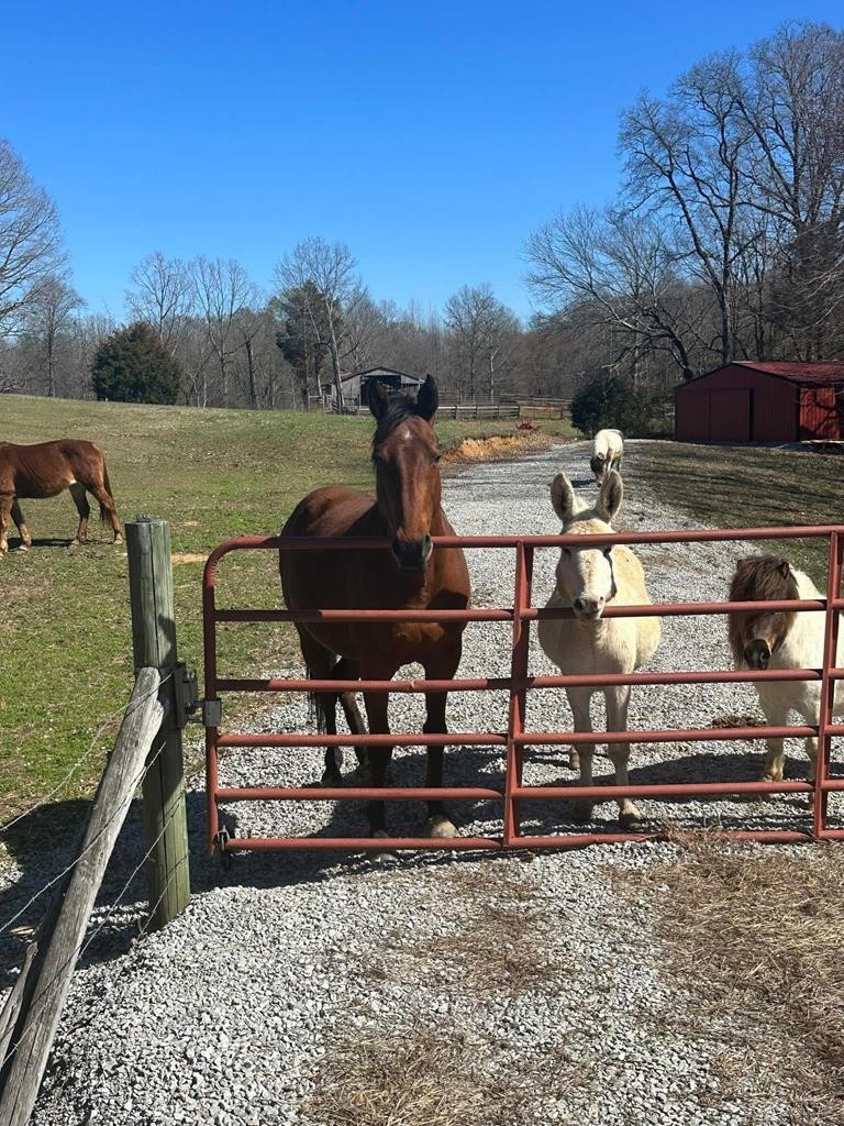 1486 Cedar Grove Road Big Sandy, TN 38221 - Photo 2 of 16 a view of a chairs and table on the terrace