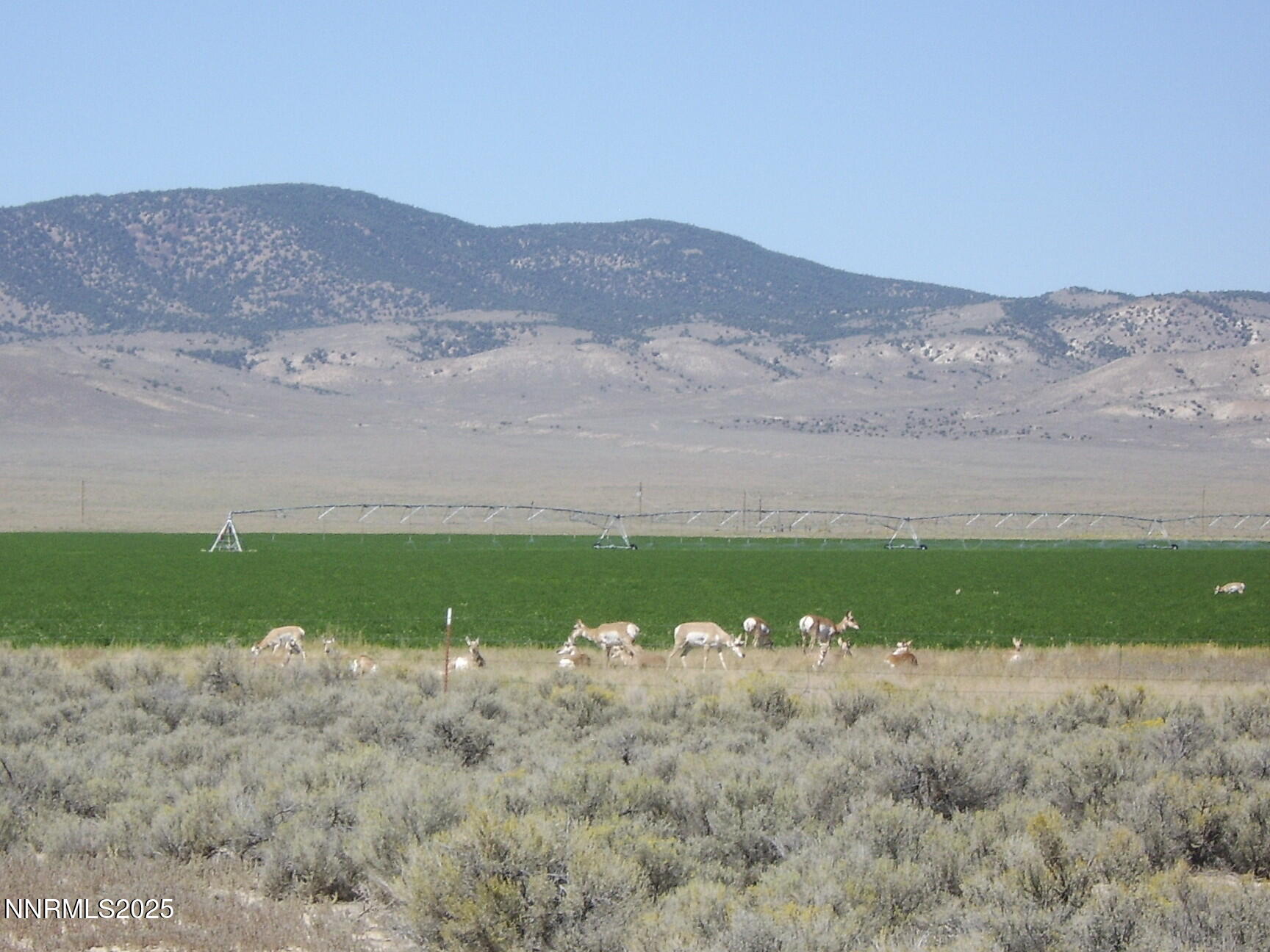 6645 Antelope Circle, Unit 649003 Austin, NV 89310 - Photo 4 of 9 a view of a lush green hillside and a houses