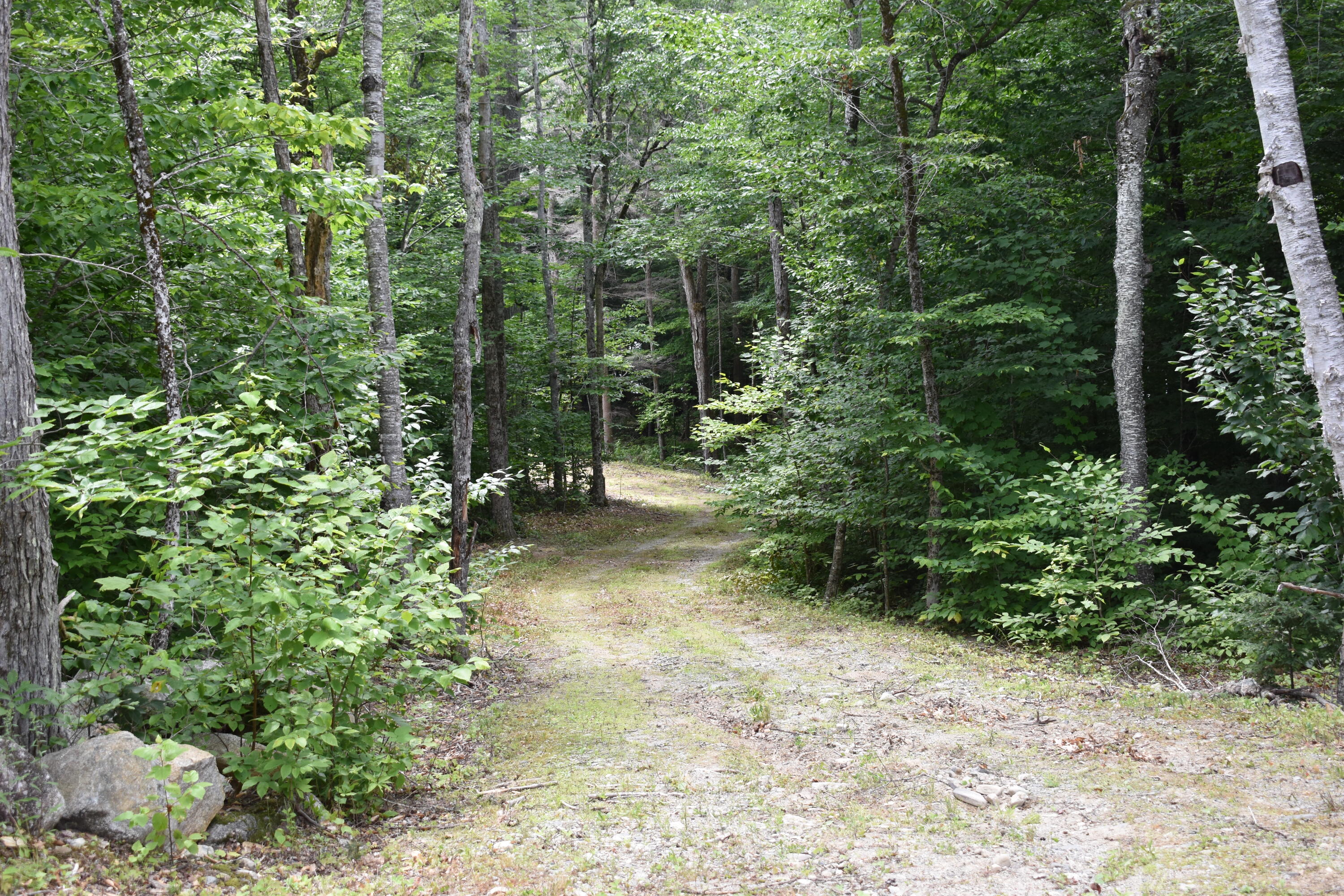 Tbd Bluff Road Enfield, ME 04493 - Photo 8 of 16 DSC_0388
