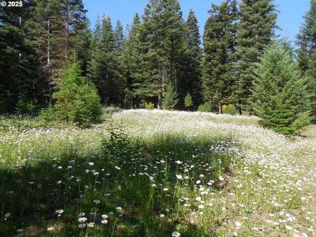 a view of a yard with plants and trees
