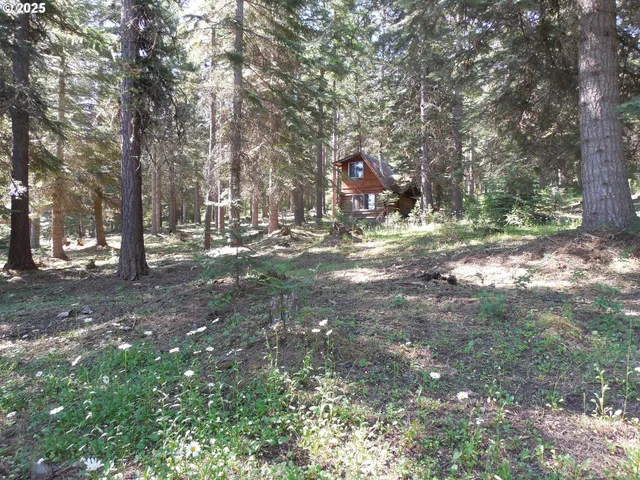 a view of a yard with a tree