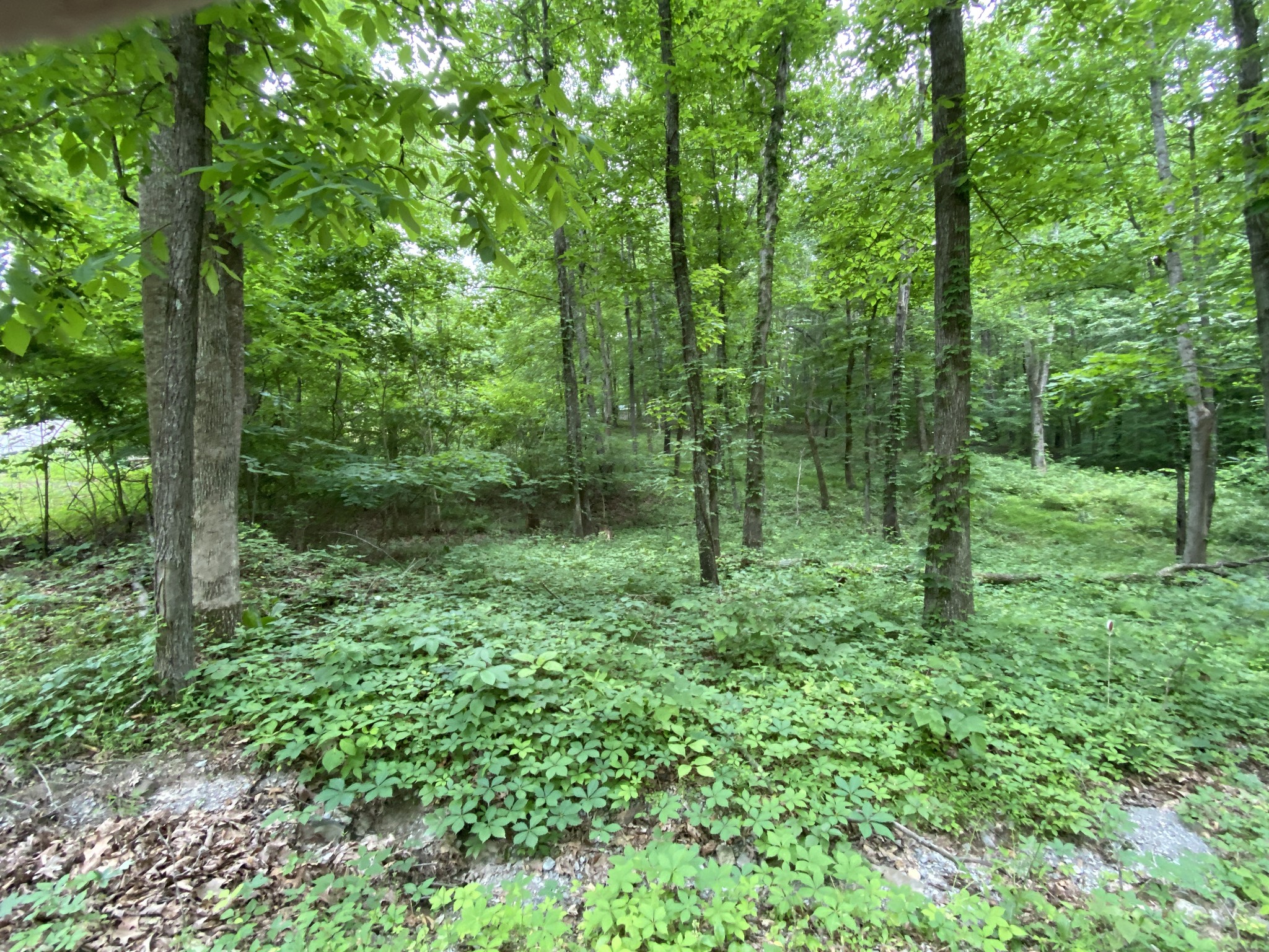 696 A Northup Road Portland, TN 37148 - Photo 3 of 5 a view of outdoor space and green space