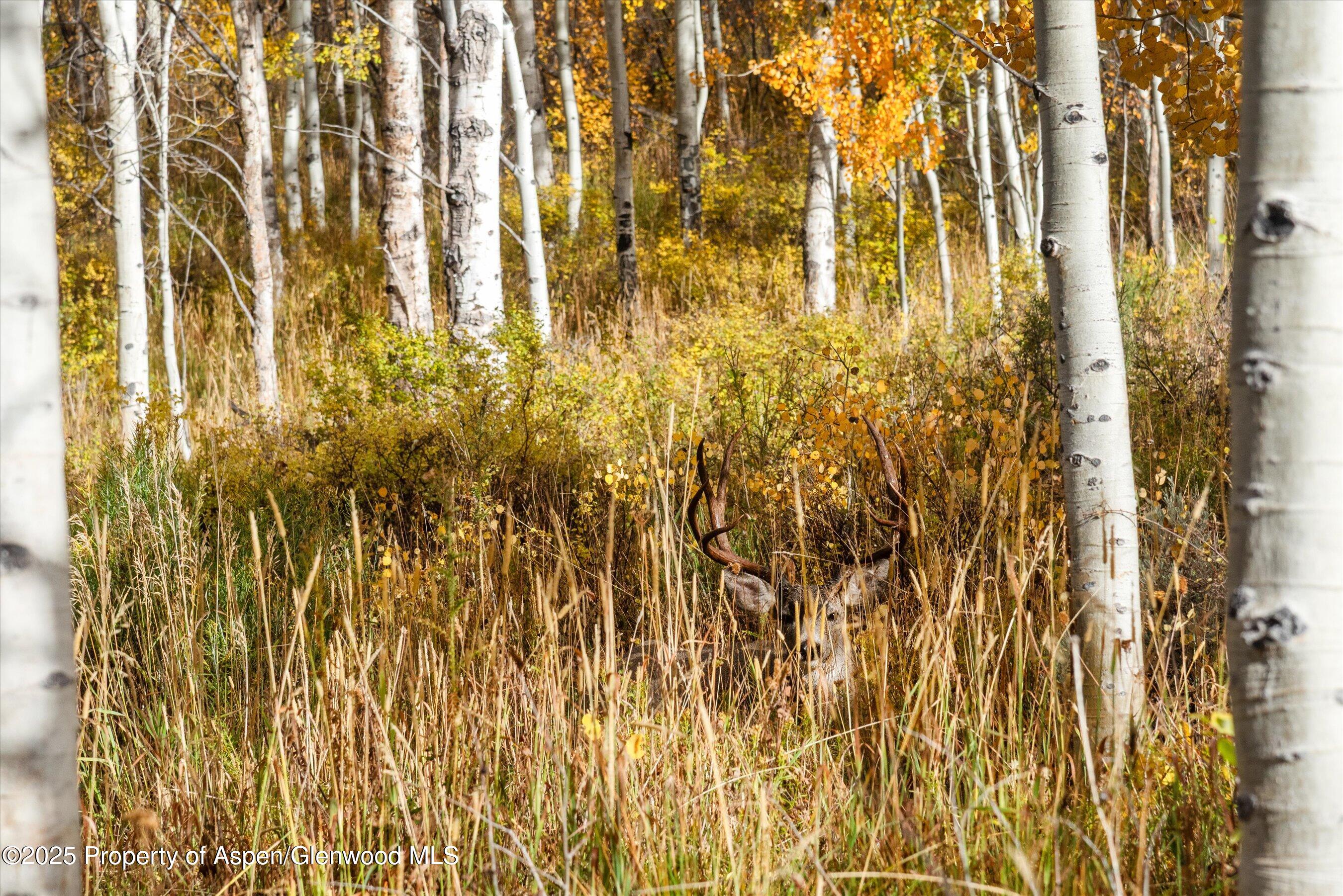 Tbd Spinnaker Lane Basalt, CO 81621 - Photo 10 of 15 a view of residential painted walls