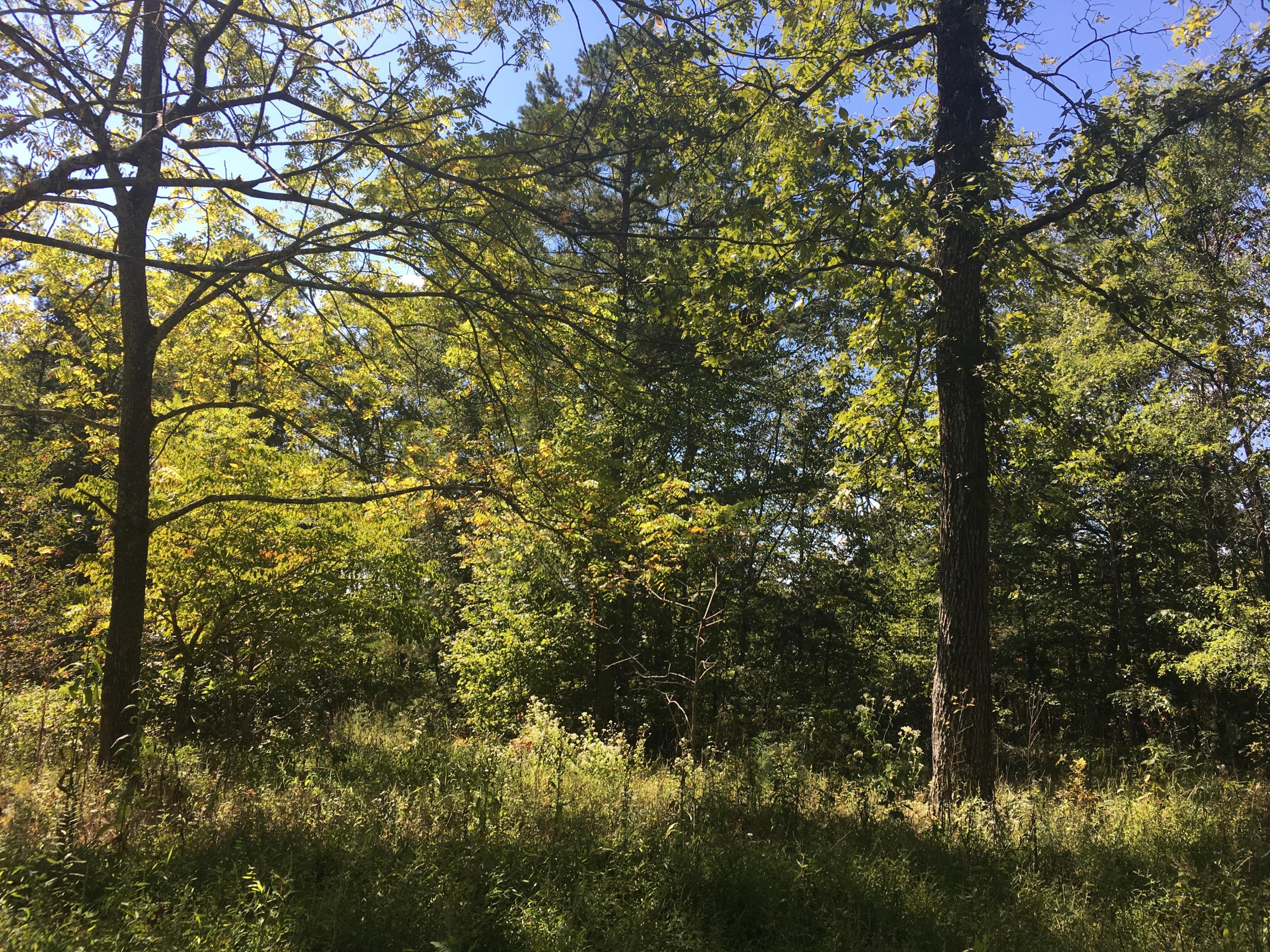 0 Skunk Hollow Road Whitwell, TN 37397 - Photo 1 of 1 Skunk hollow photo