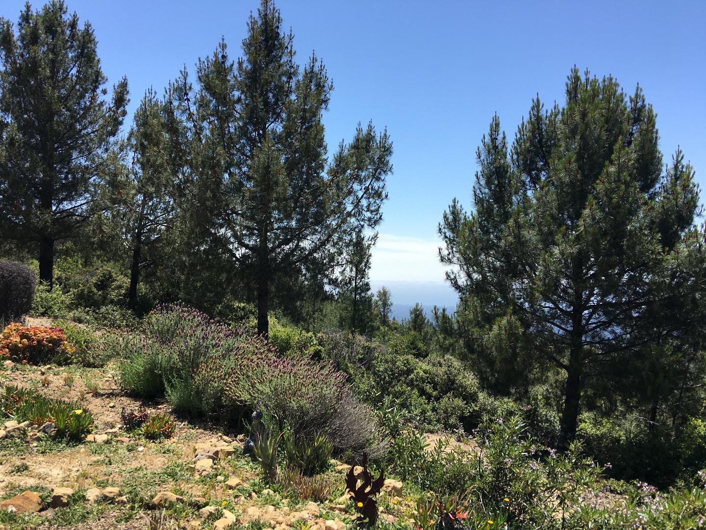 580 Russell Ridge Watsonville, CA 95076 - Photo 7 of 50 a view of a large yard with lots of plants and trees