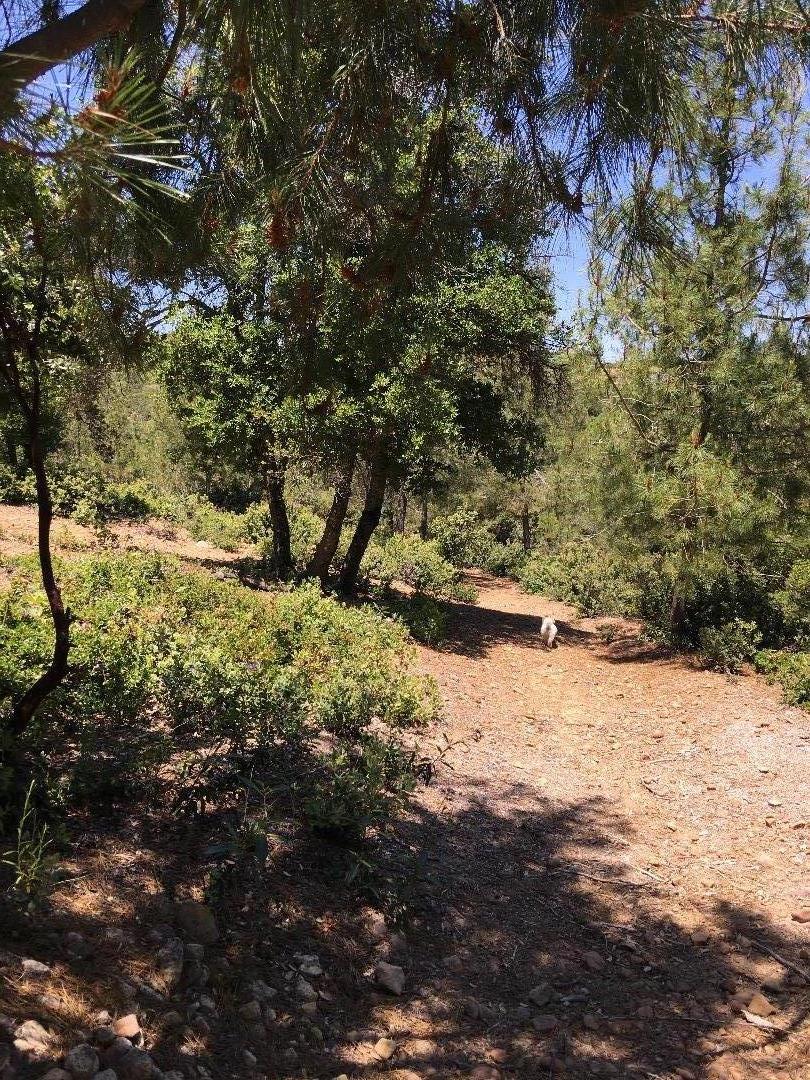 580 Russell Ridge Watsonville, CA 95076 - Photo 9 of 50 a view of a yard with a tree
