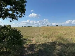 a view of a big yard with plants and large trees