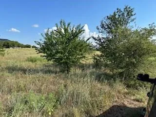 a view of a grassy field with trees