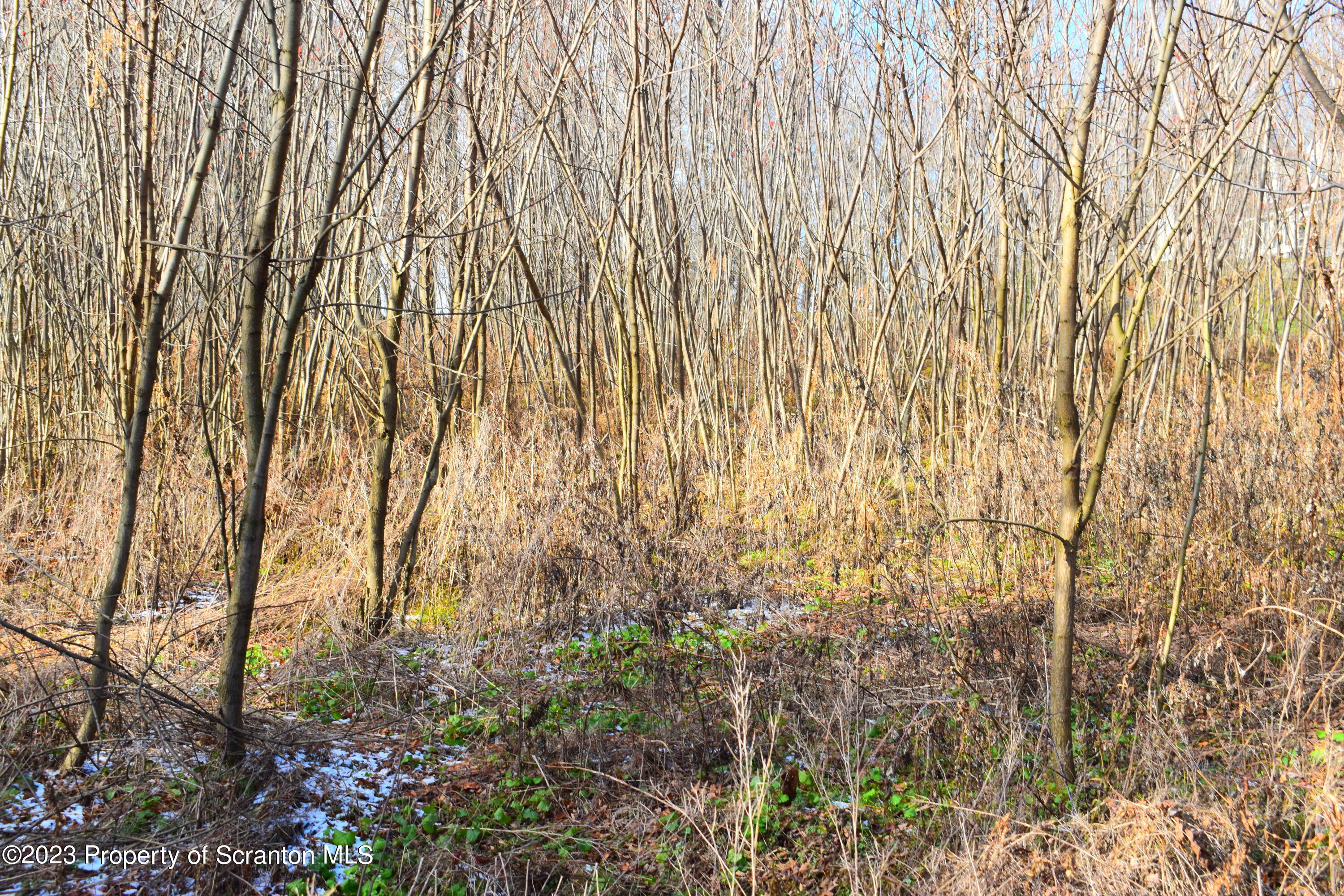 Gary Lane Montrose, PA 18801 - Photo 1 of 10 a view of forest