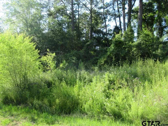 a view of a lush green forest