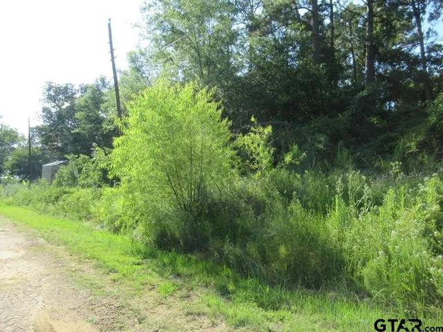 a view of a lush green forest