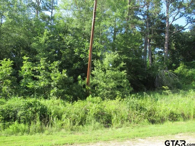 a view of a lush green forest